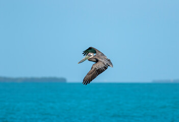 A brown pelican searches the ocean water looking for baitfish. 