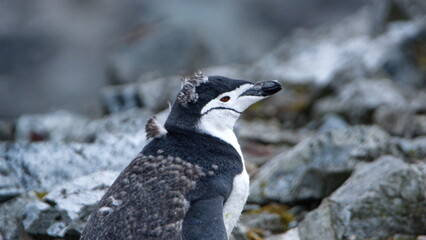 Chinstrap penguin (Pygoscelis antarcticus) molting on Half Moon Island, Antarctica