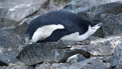 Chinstrap penguin (Pygoscelis antarcticus) lying down on Half Moon Island, Antarctica