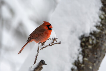 Northern Cardinal on a Snowy Branch