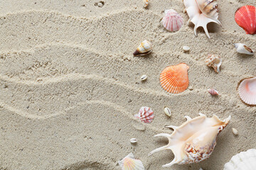 Many different sea shells on beach sand