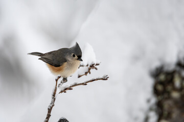 Tufted Titmouse on a Snowy Branch