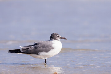 Fototapeta na wymiar Seagull in the sand on the beach
