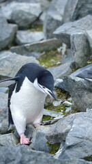Obraz premium Chinstrap penguin (Pygoscelis antarcticus) walking on Half Moon Island, Antarctica