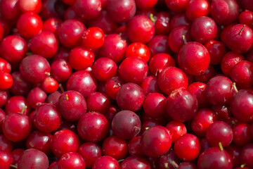 Red wild ripe cranberry close-up view