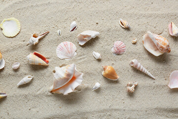 Many different sea shells on beach sand, top view