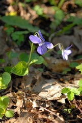 flowers in the forest