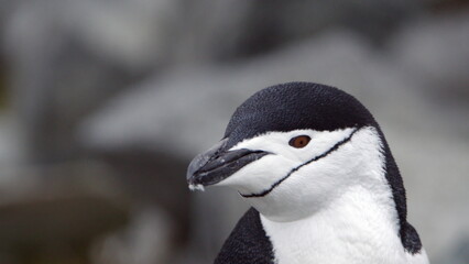Close up of a Chinstrap penguin (Pygoscelis antarcticus) on Half Moon Island, Antarctica