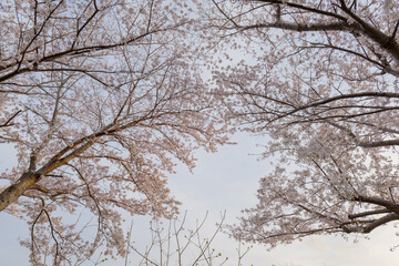 満開の桜と夕暮れ