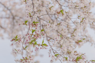 満開の桜と夕暮れ