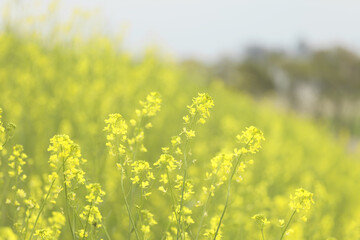 春の黄色い花　セイヨウカラシナ