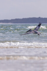 Naklejka premium Pelican flying over the ocean