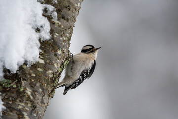 Downy Woodpecker on a Snowy Day