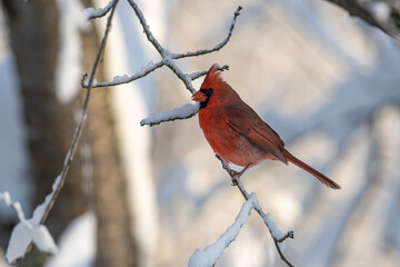 Male Northern Cardinal on a Snowy Branch