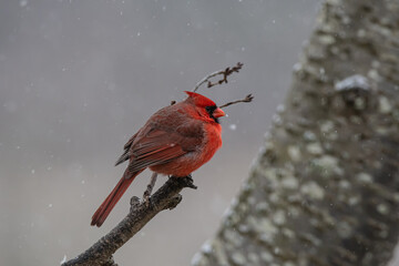 Fluffy Male Northern Cardinal on Branch in Snowstorm
