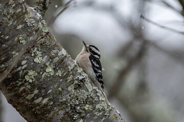Downy Woodpecker on Tree in Snowstorm