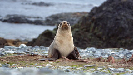 Antarctic fur seal (Arctocephalus gazella) on Half Moon Island, Antarctica