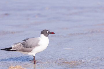 Obraz premium Seagull in the sand on the beach