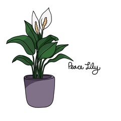 Peace lily plant drawing vector illustration