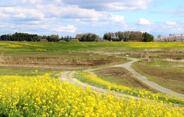 堤防からの春の河川敷　渡良瀬遊水地　風景