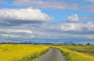 菜の花の堤防道を歩く　気持ち良い春の渡良瀬　風景