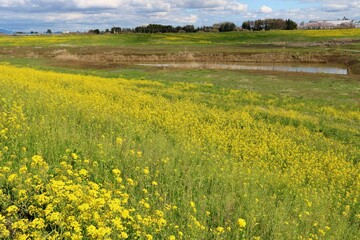 堤防からの春の河川敷　渡良瀬遊水地　風景