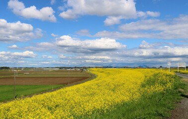 菜の花の堤防道を歩く　気持ち良い春の渡良瀬　風景