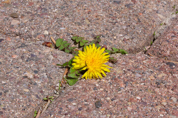 Yellow spring dandelion with green leaves growing from pavement tiles close up background texture photo. Growth or perseverance concept. Outdoors city street urban environment. Garden path.