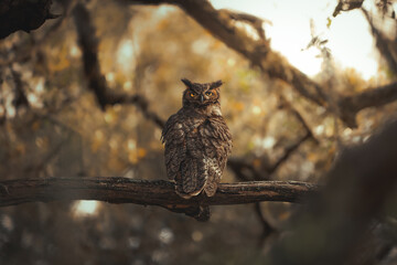 Curious Great Horned Owl 