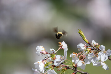 Bumble Bee Flying over Cherry Blossoms