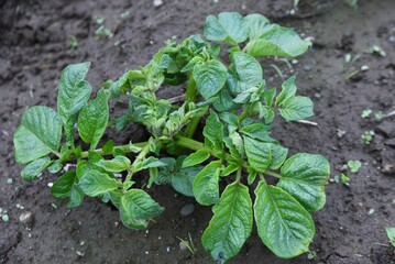 Potato cultivation. Potatoes are planted around March and harvested around June, and are popular...