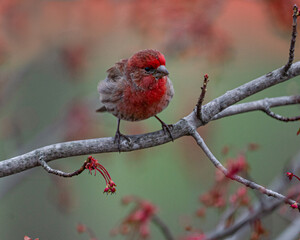 Red House Finch