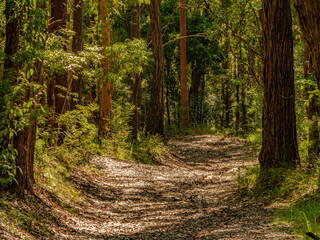 Rainforest Track