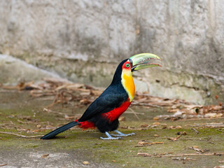 toucan on a branch