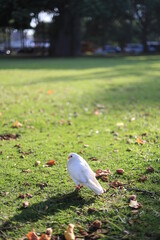 公園の鳩