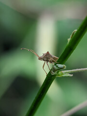 Leptocorisa oratoria, the rice ear bug, is an insect from the family Alydidae, the broad-headed bugs.