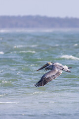 Fototapeta na wymiar Pelican flying over the ocean