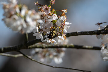 Bumble Bee Pollinating Cherry Blossoms
