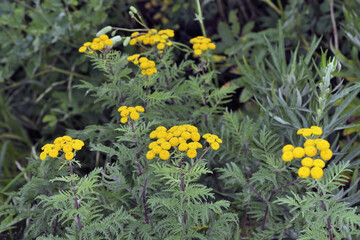 エゾノヨモギギク（北海道・知床）
