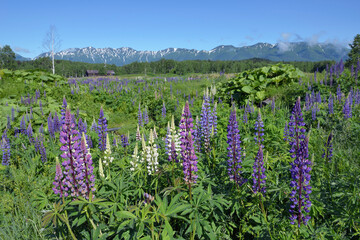 ルピナスと東大雪（北海道・上士幌町）
