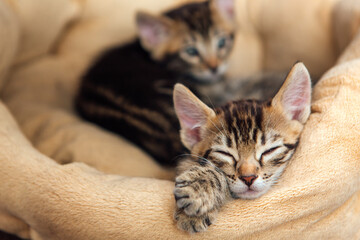 Closee-up little bengal kitten on the cat's pillow