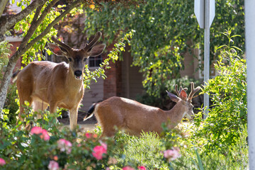 Young Suburban Black-tailed Mule Deer Buck in Velvet Eating Plants in Flower Bed Garden in City...