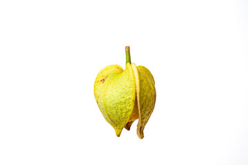 Soursop Flower White 