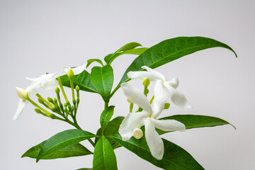 White Flower - Tabernaemontana divaricata