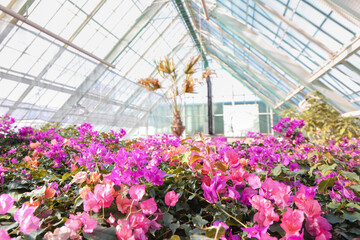 Fototapeta na wymiar Flower in greenhouse