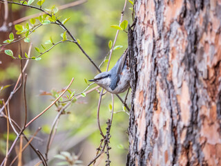 Eurasian nuthatch or wood nuthatch, lat. Sitta europaea, sitting on a tree trunk with a blurred background.