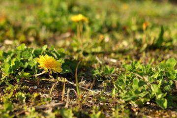 公園に咲く春のたんぽぽ