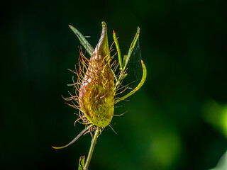 Plant Bud With Web