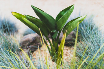close-up of Strelitzia Bird of Paradise plant outdoor in sunny backyard