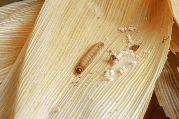 Fall armyworm on damaged corn with excrement.